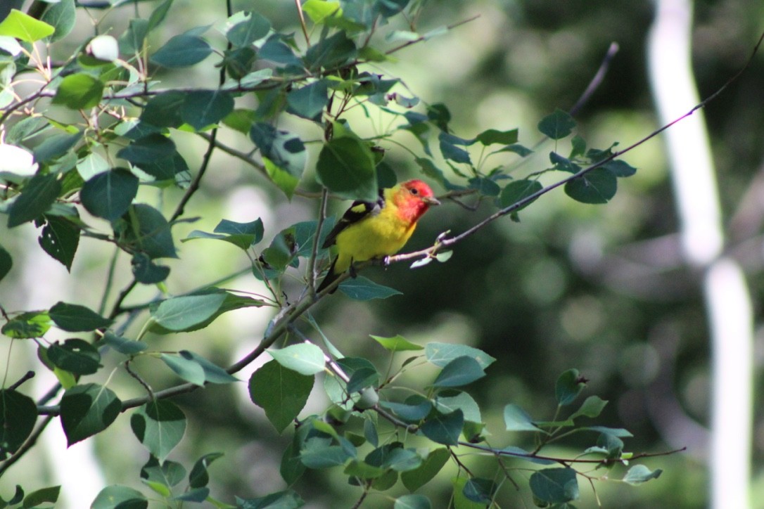 Western Tanager - ML618309297