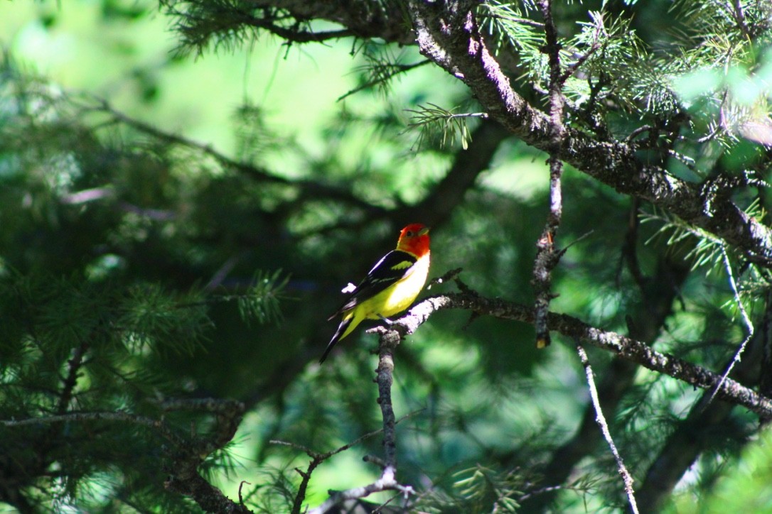Western Tanager - ML618309301