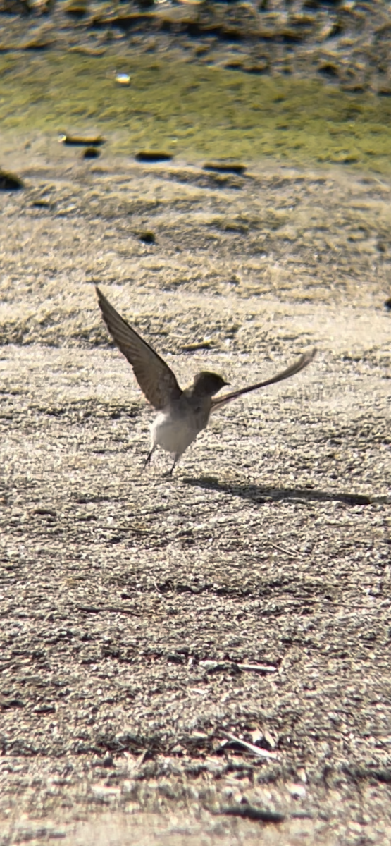 Northern Rough-winged Swallow - Robert Lambert