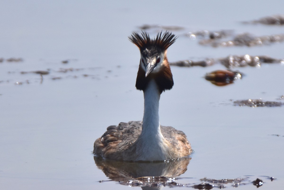 Great Crested Grebe - ML618309318