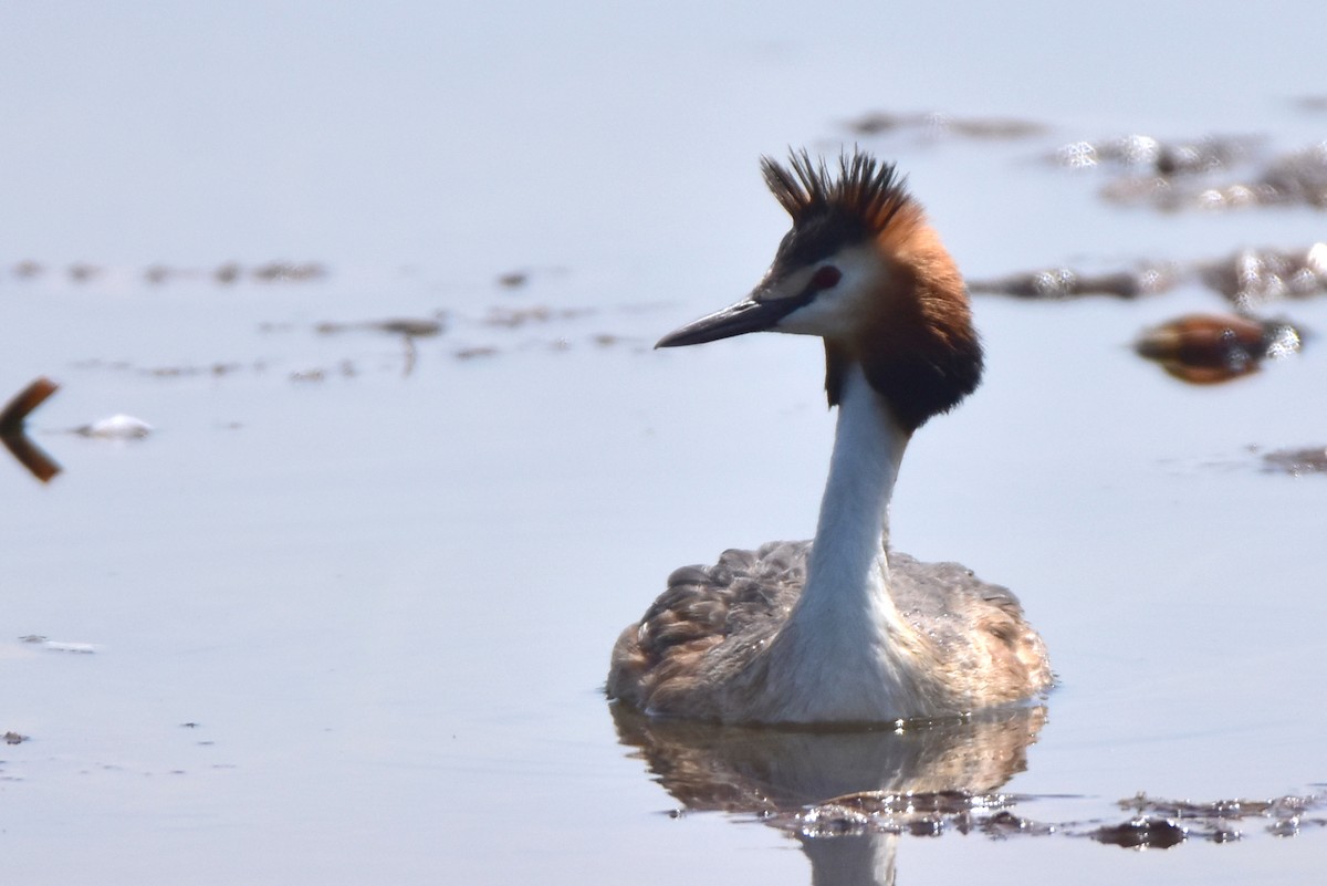 Great Crested Grebe - ML618309319