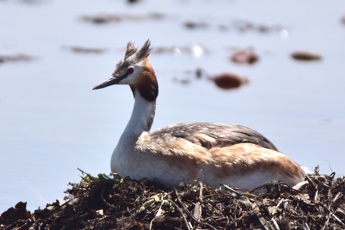 Great Crested Grebe - ML618309320