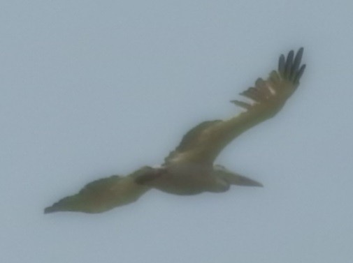 Кудрявый пеликан - ML618309330