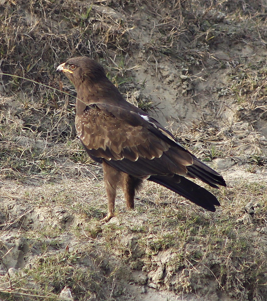 Indian Spotted Eagle - ML618309349