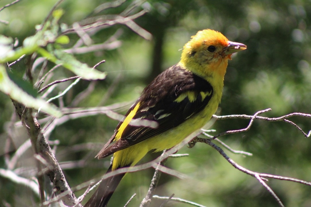 Western Tanager - ML618309350