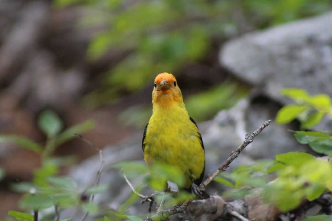 Western Tanager - ML618309351
