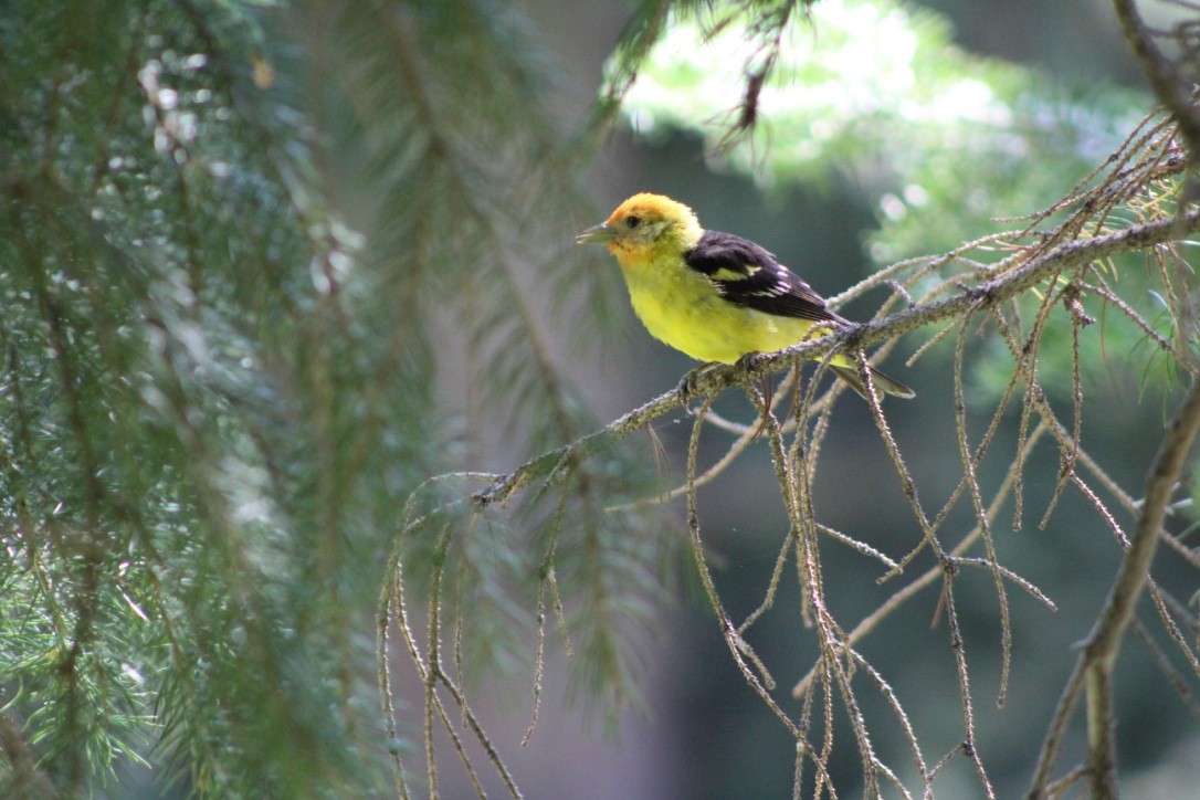 Western Tanager - ML618309352