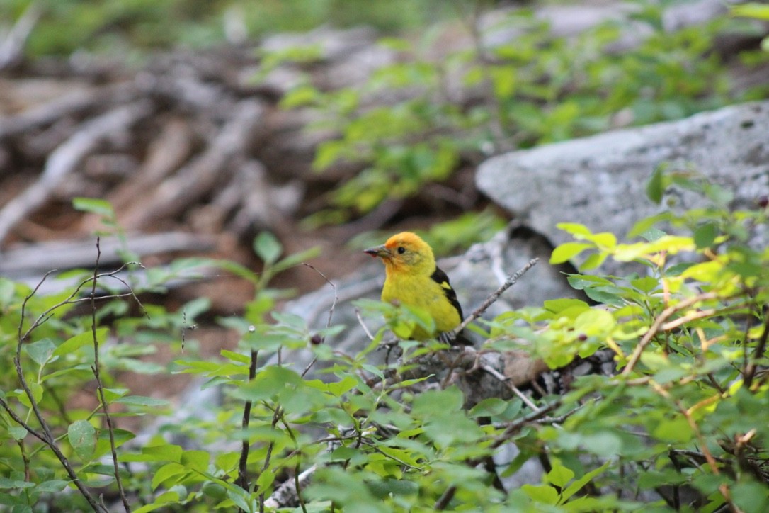 Western Tanager - ML618309353