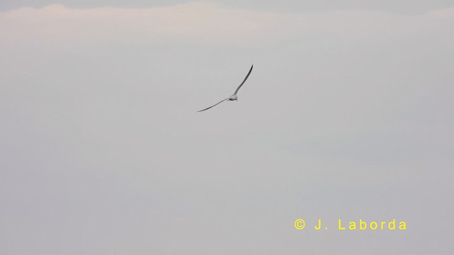 Gull-billed Tern - ML618309379