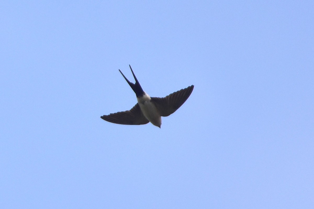 Red-rumped Swallow - Kudaibergen Amirekul