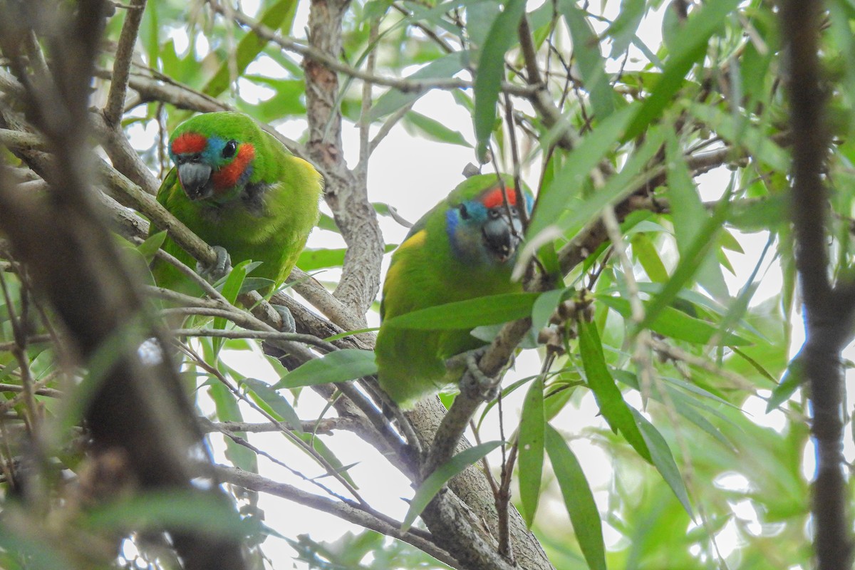 Double-eyed Fig-Parrot - ML618309387
