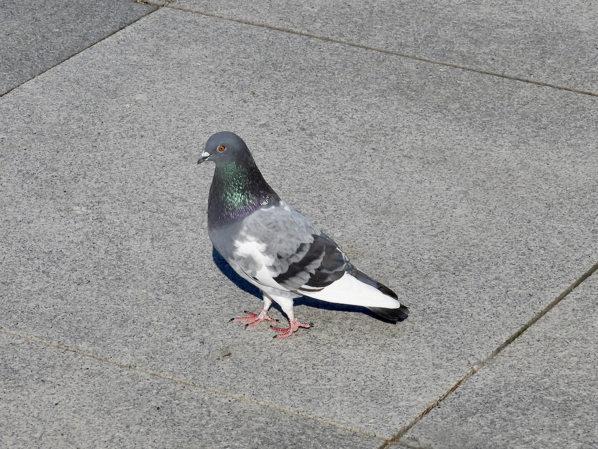 Rock Pigeon (Feral Pigeon) - Stan Arnold