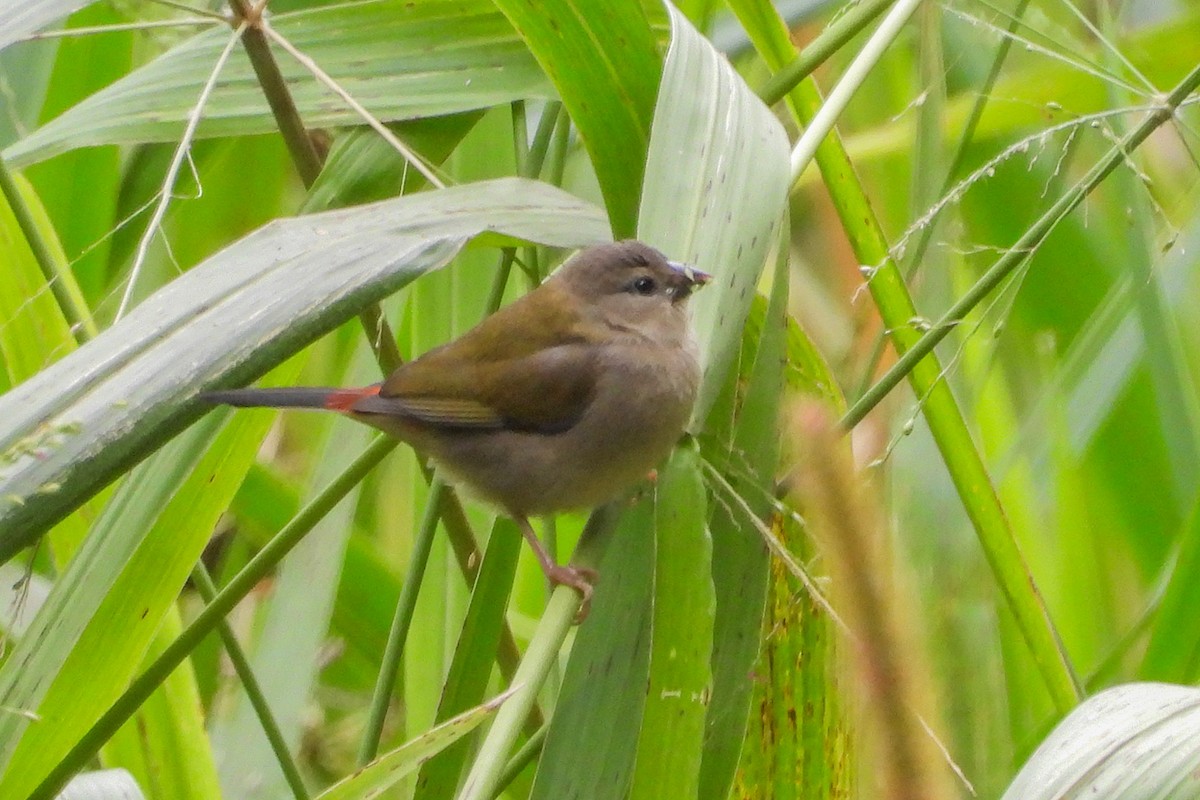 Red-browed Firetail - ML618309428