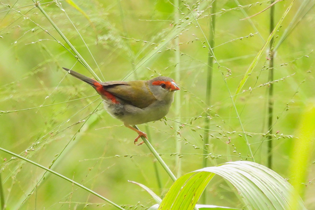 Red-browed Firetail - ML618309429