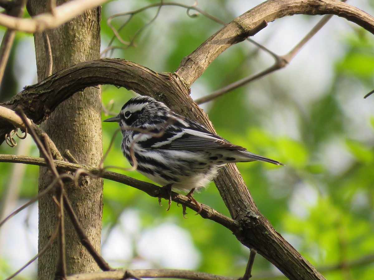 Black-and-white Warbler - ML618309449
