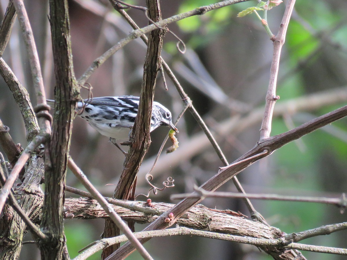 Black-and-white Warbler - ML618309451