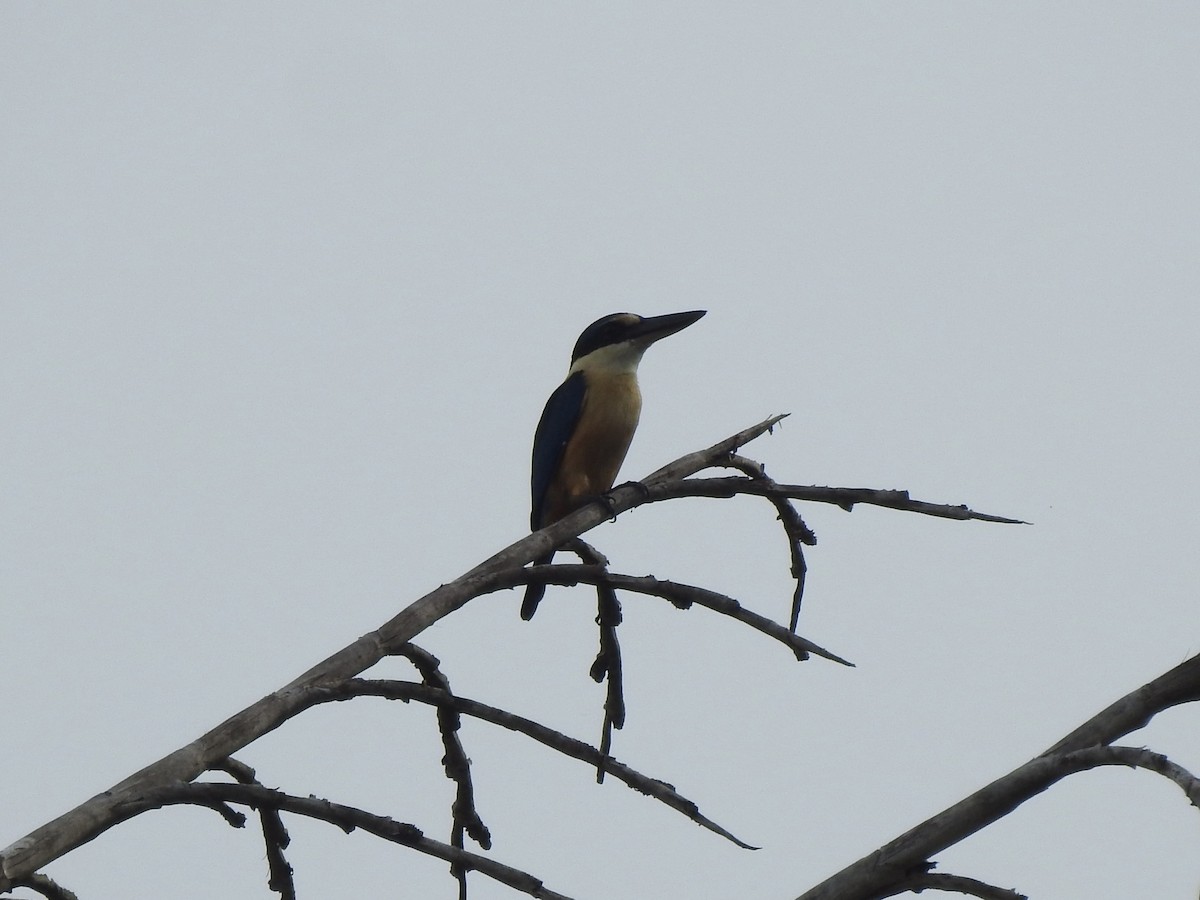 Melanesian Kingfisher - ML618309509