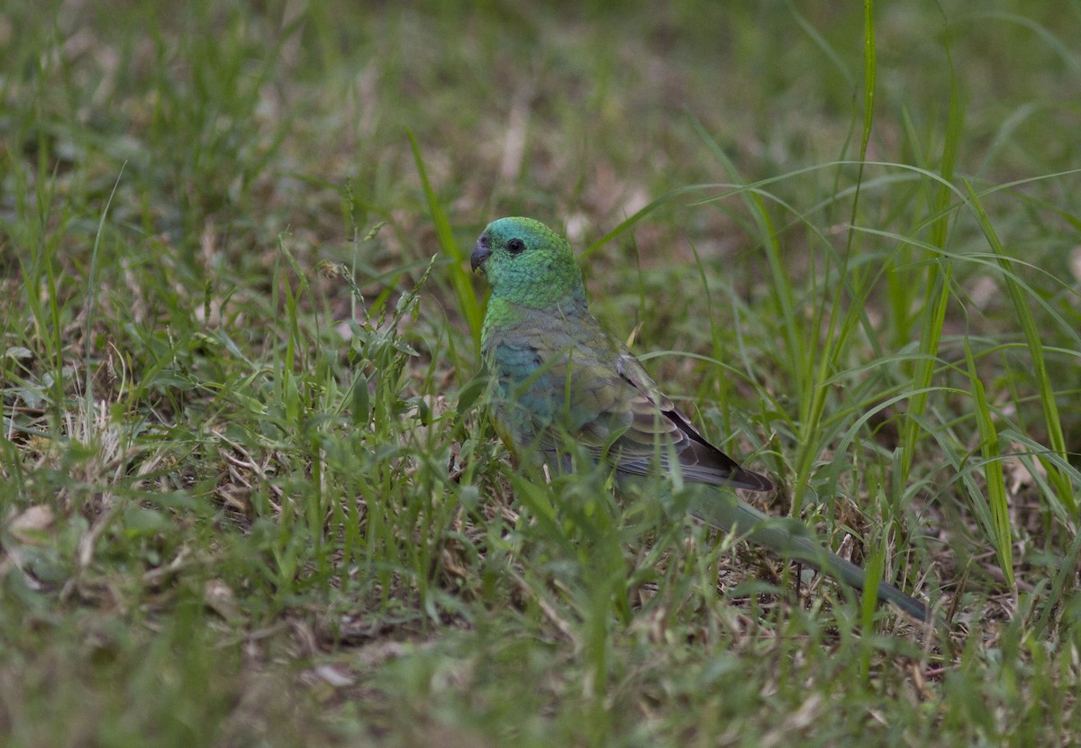 Red-rumped Parrot - Greg McLachlan