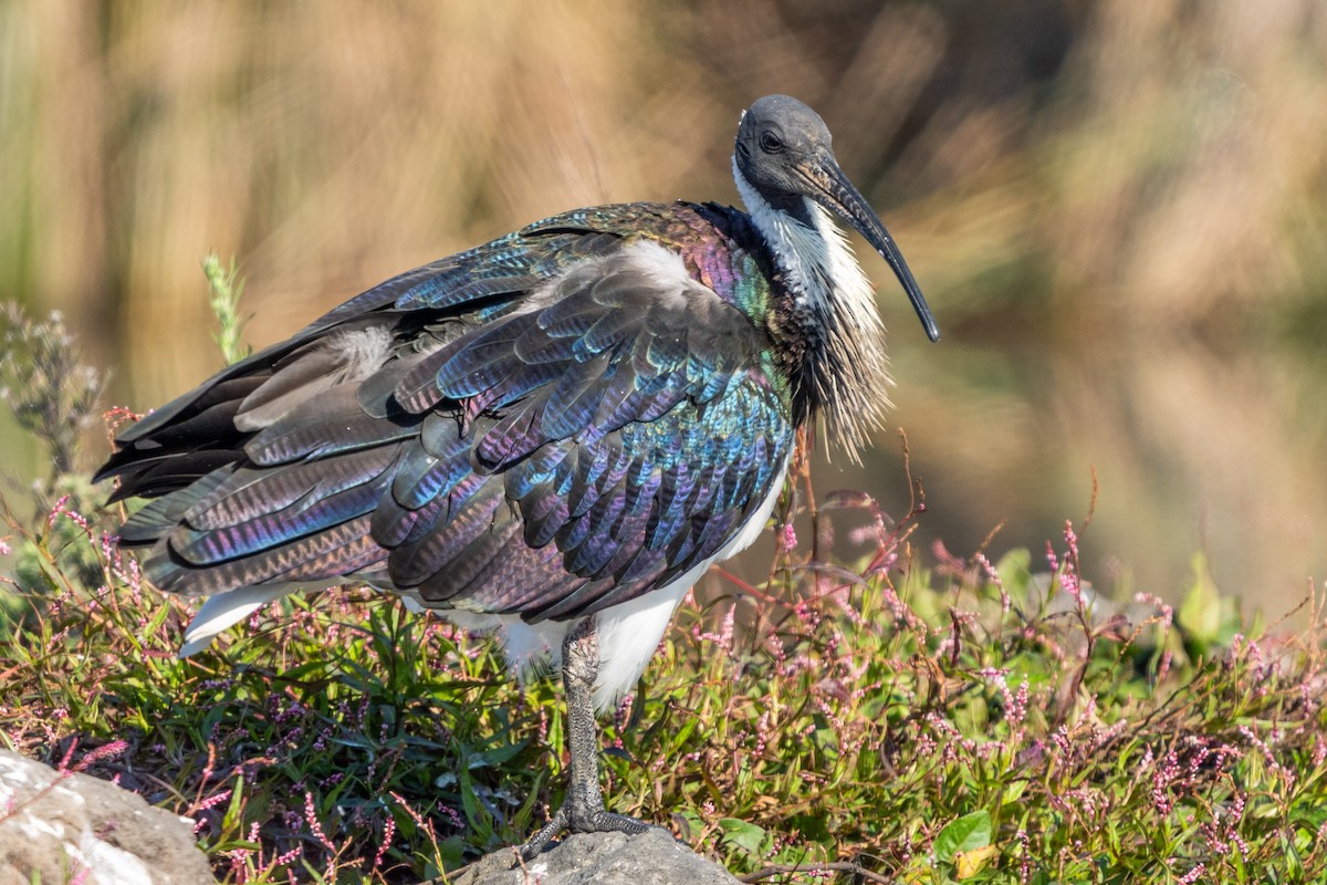 ibis slámokrký - ML618309524