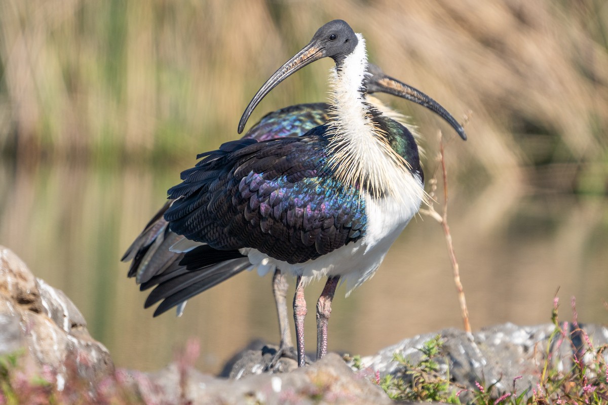 ibis slámokrký - ML618309525