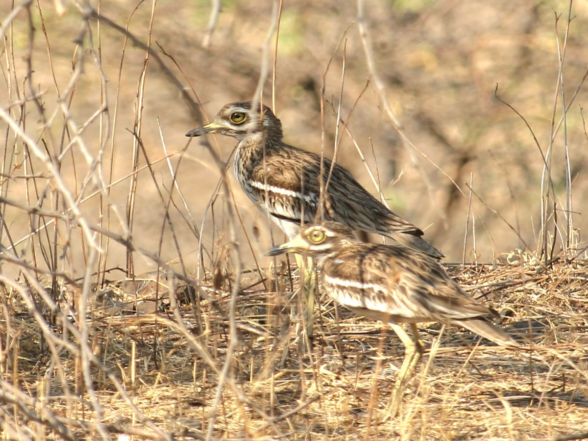 Indian Thick-knee - ML618309528