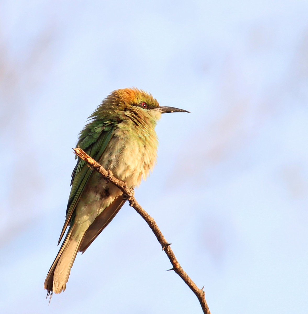 Asian Green Bee-eater - ML618309540