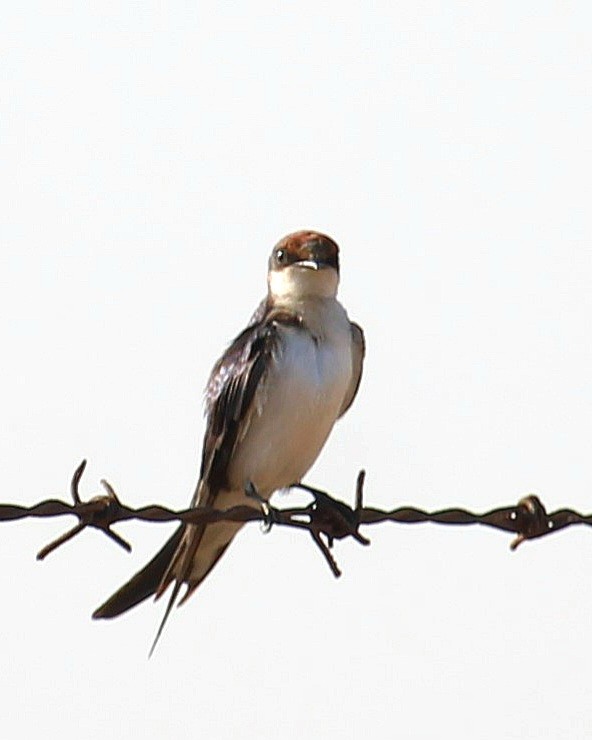 Wire-tailed Swallow - ML618309562