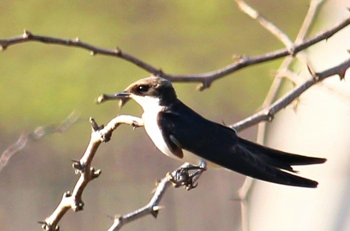 Wire-tailed Swallow - ML618309563