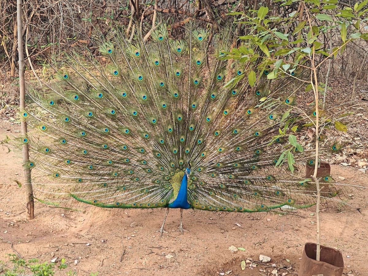 Indian Peafowl - ML618309576