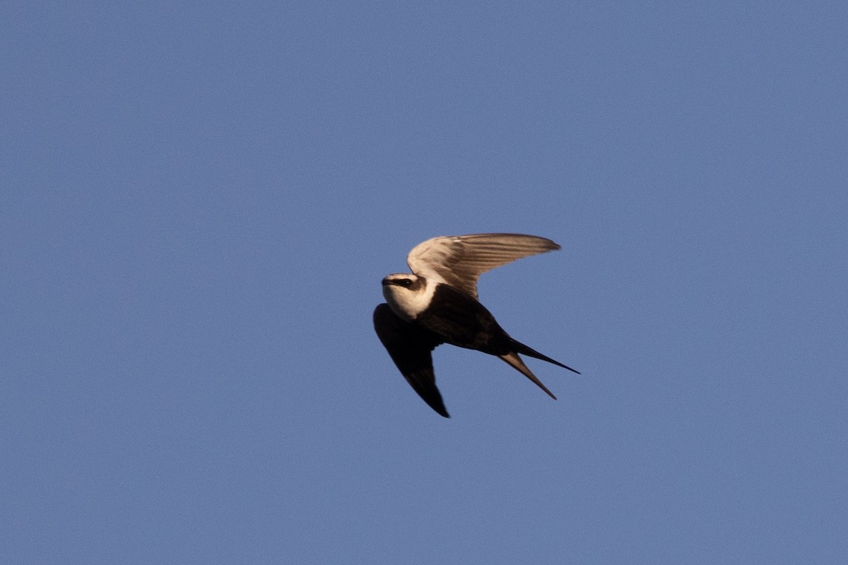 White-backed Swallow - Richard and Margaret Alcorn