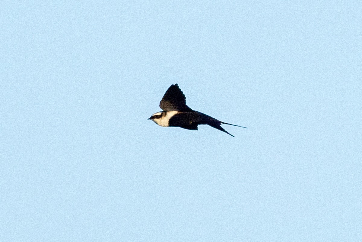 White-backed Swallow - ML618309611