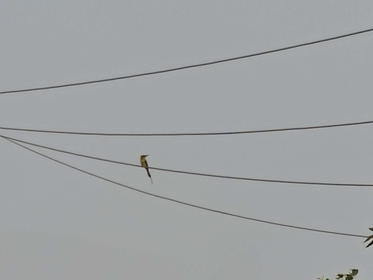 Asian Green Bee-eater - ML618309616