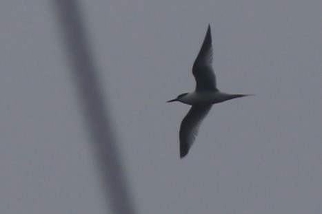 Common Tern - ML618309699