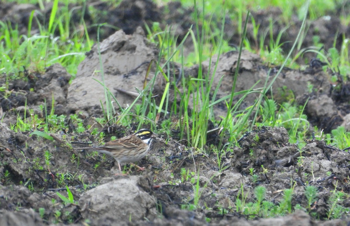 Yellow-browed Bunting - ML618309718