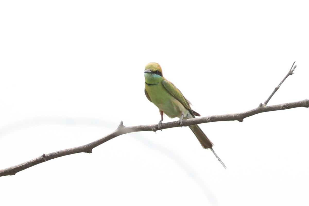 Asian Green Bee-eater - ML618309743