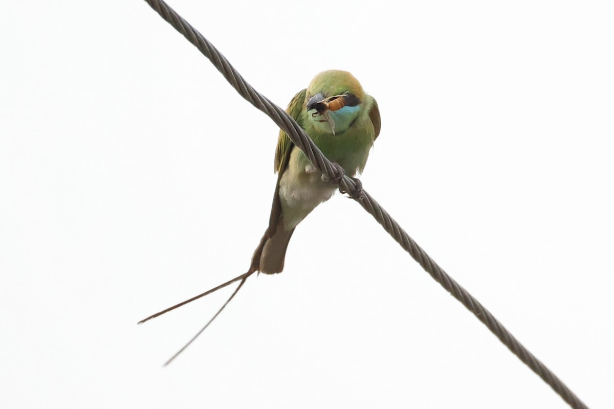 Asian Green Bee-eater - ML618309744