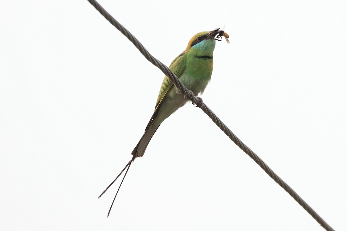 Asian Green Bee-eater - ML618309745