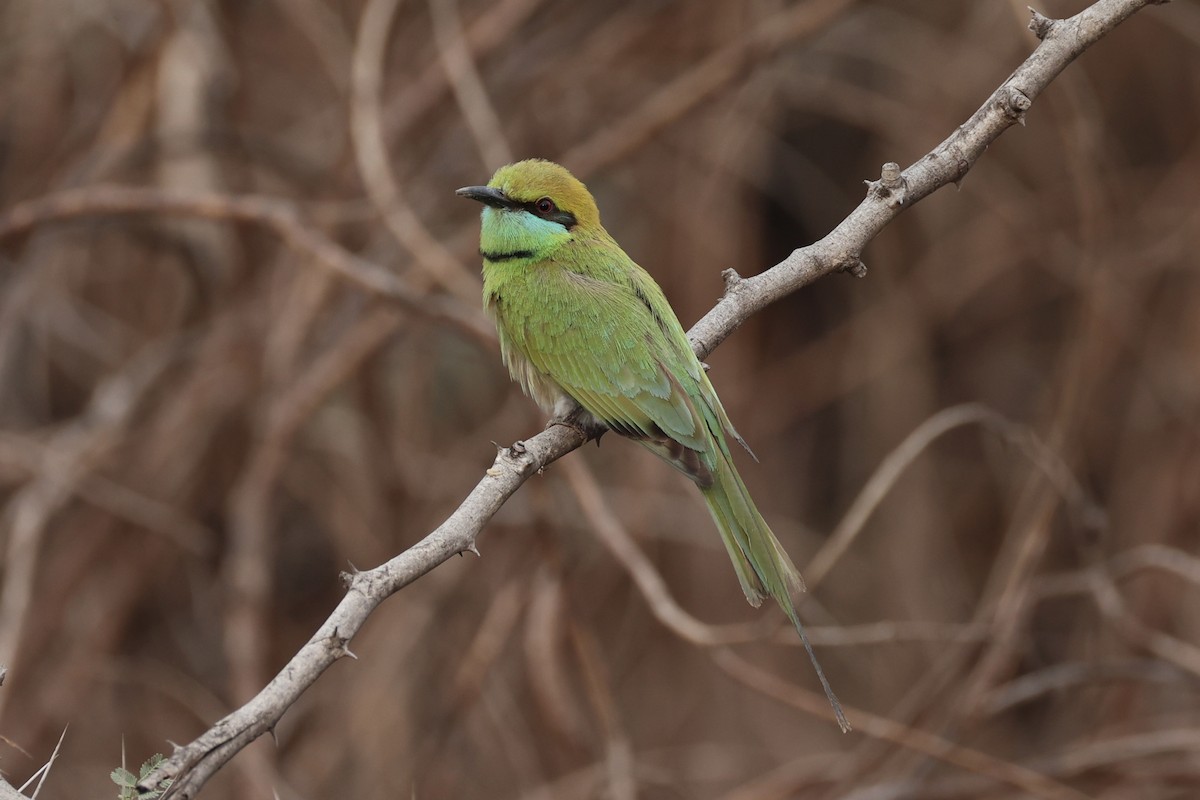 Asian Green Bee-eater - ML618309746