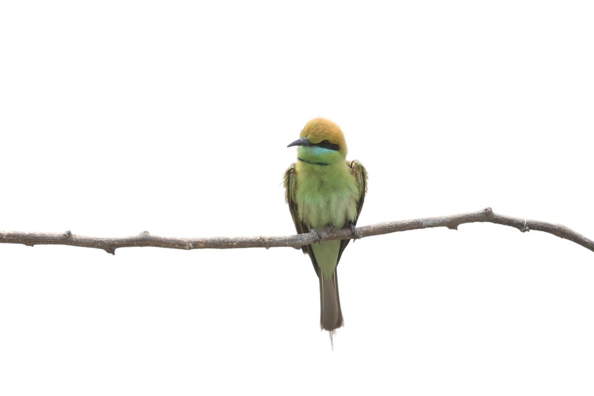 Asian Green Bee-eater - ML618309747
