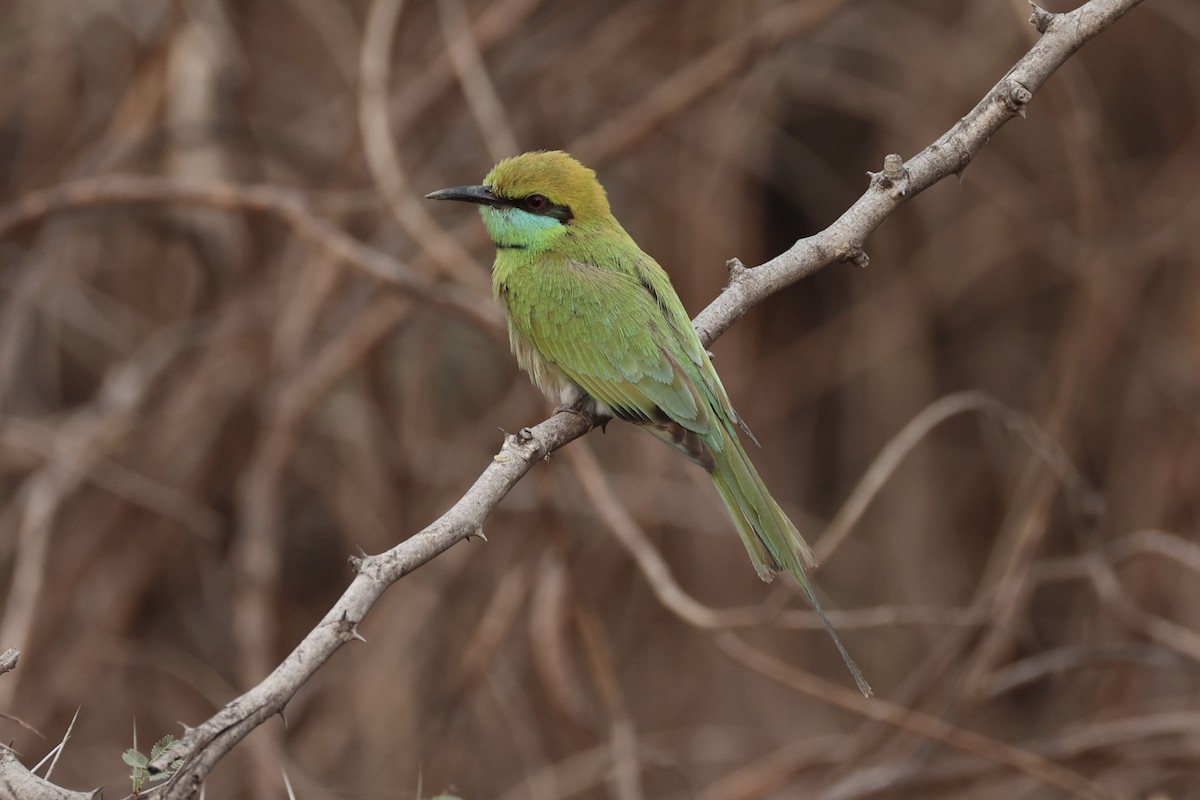 Asian Green Bee-eater - ML618309748