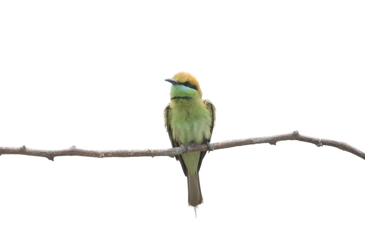 Asian Green Bee-eater - ML618309749
