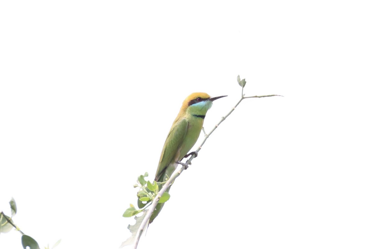 Asian Green Bee-eater - ML618309750