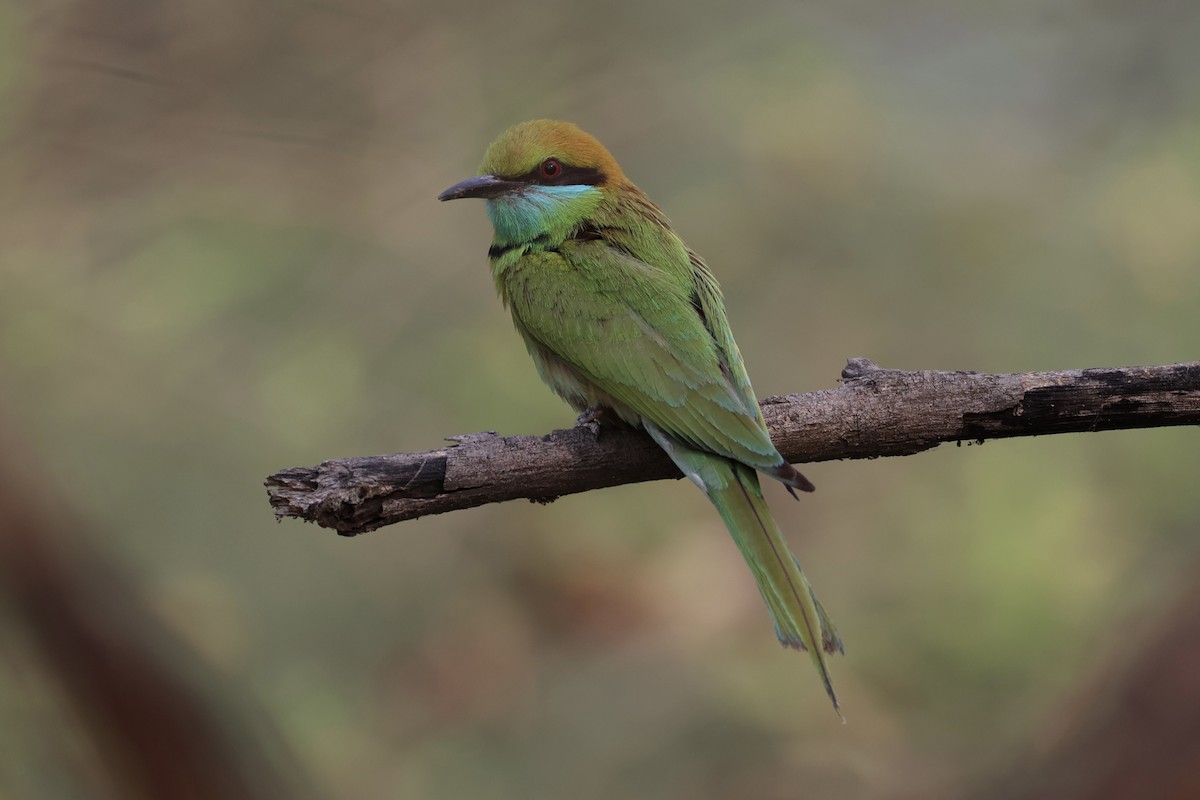 Asian Green Bee-eater - ML618309751