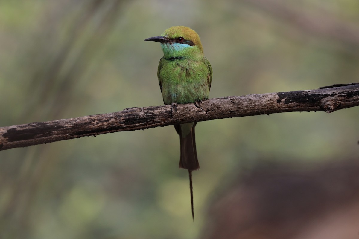 Asian Green Bee-eater - ML618309753