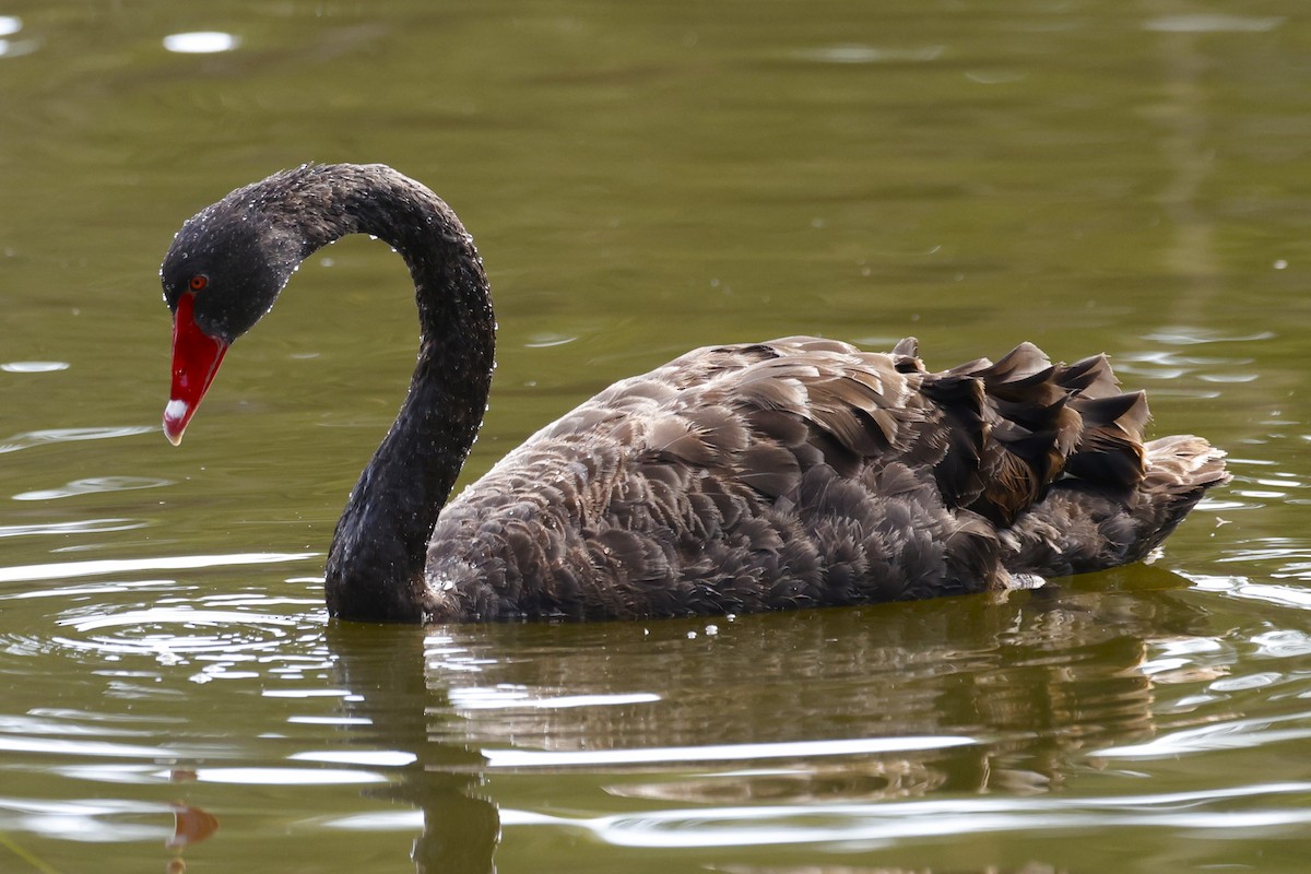 Black Swan - John Mills