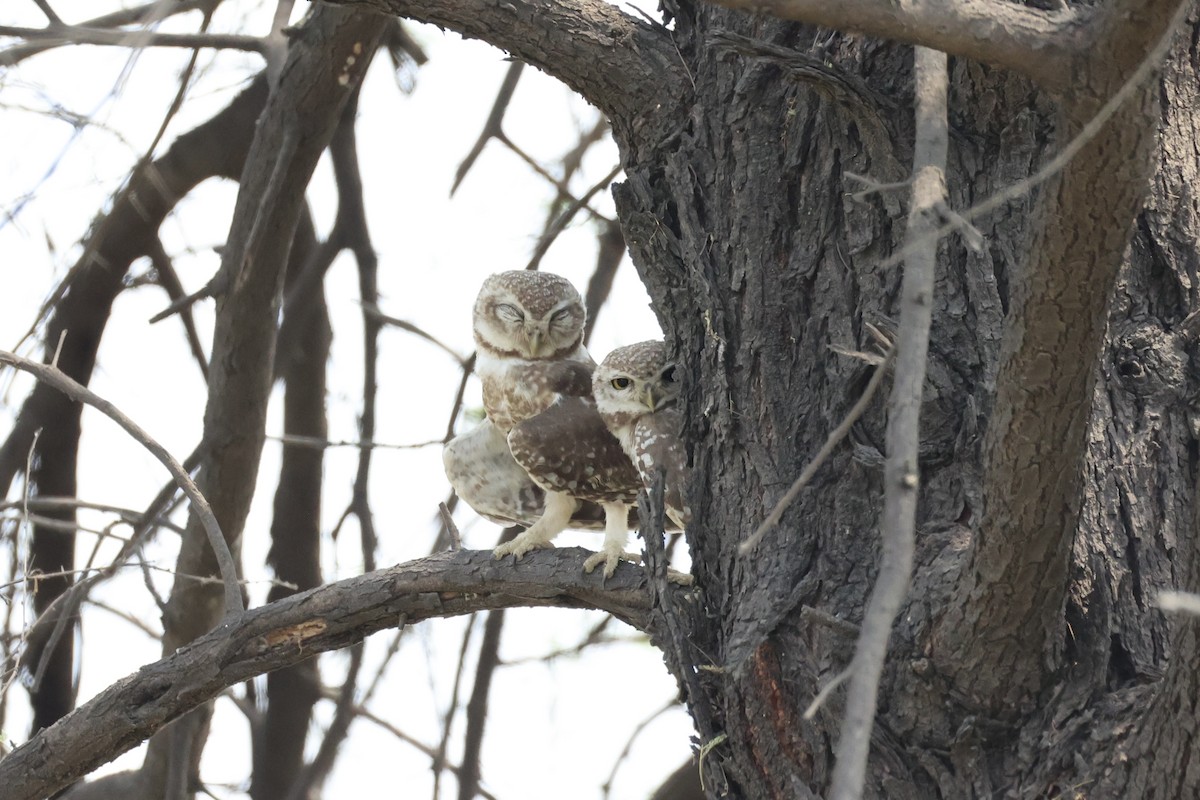 Spotted Owlet - ML618309799
