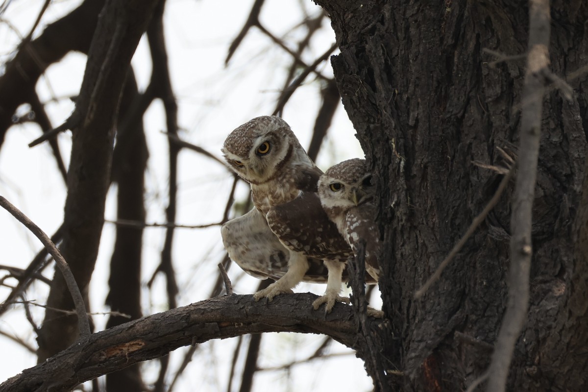 Spotted Owlet - ML618309800