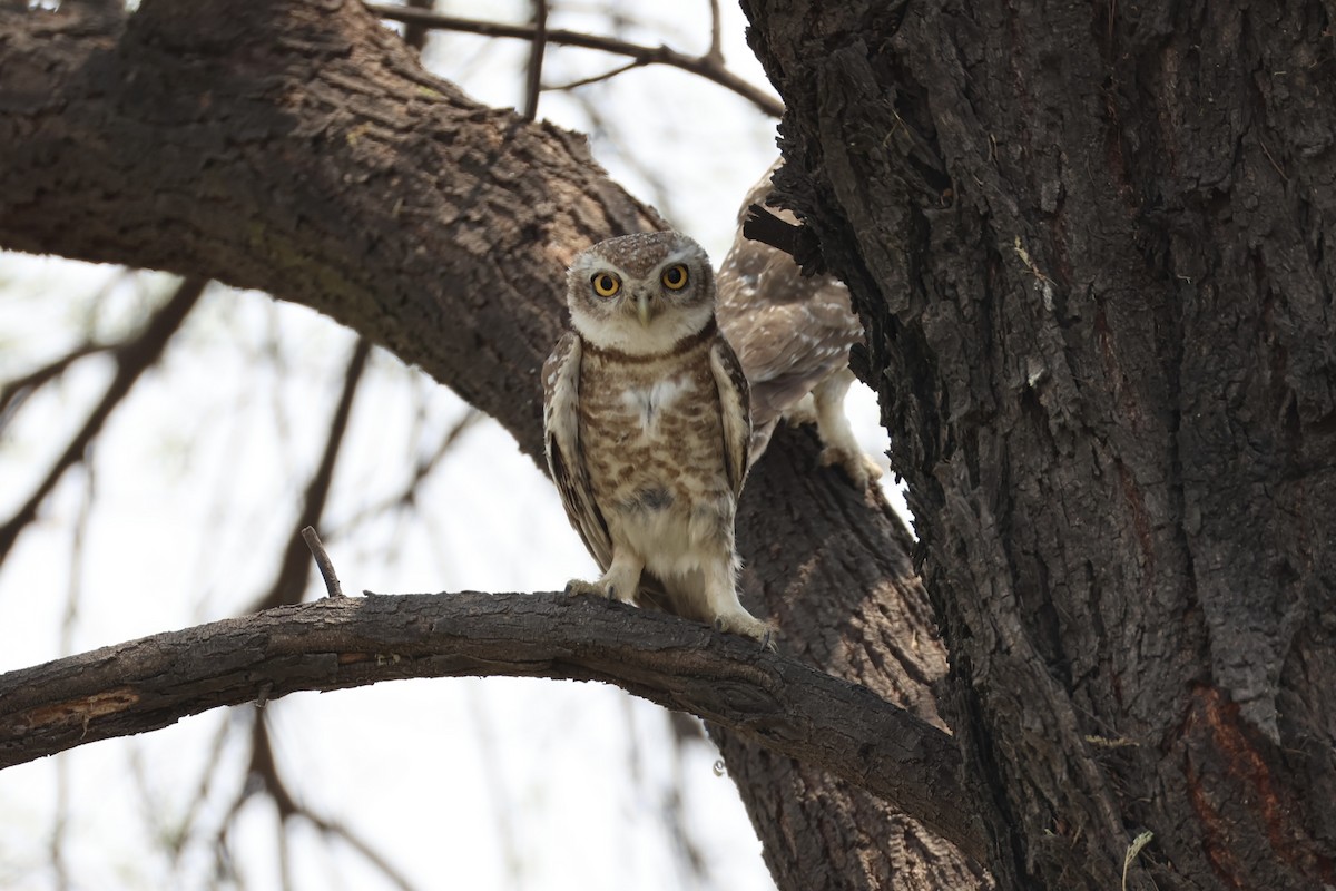 Spotted Owlet - ML618309801