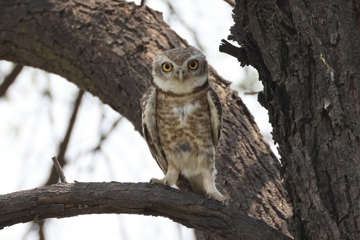 Spotted Owlet - ML618309802