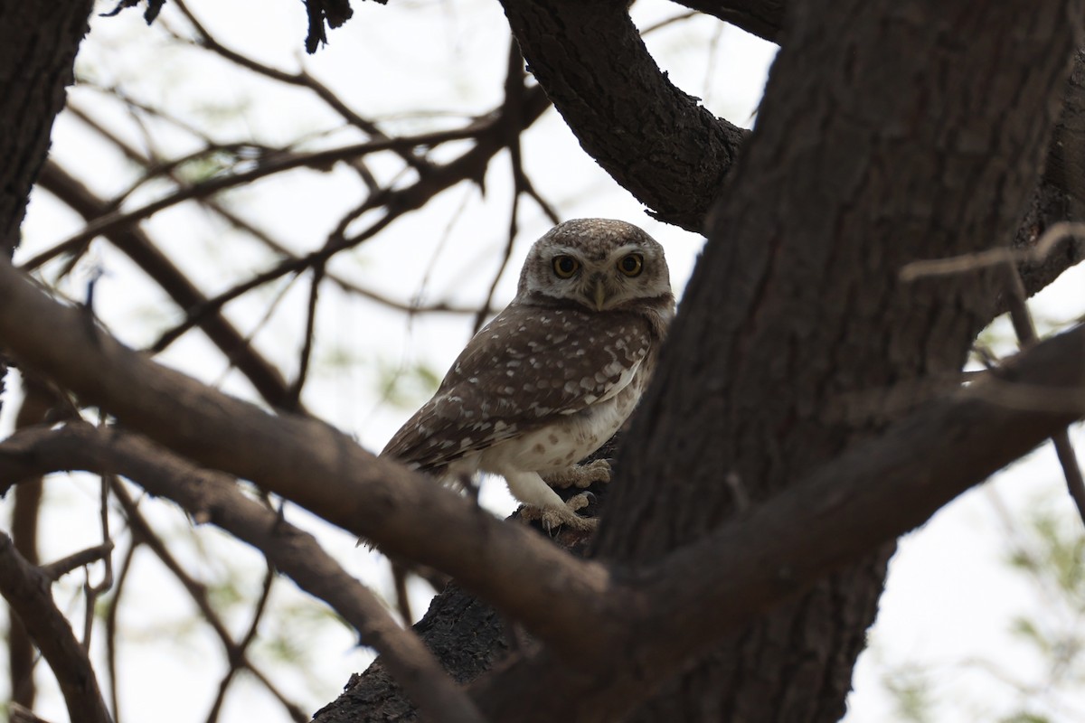 Spotted Owlet - ML618309803